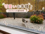 【ココファン久留米本町】食堂の窓から、かわいいお客様🐈
