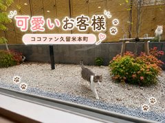 【ココファン久留米本町】食堂の窓から、かわいいお客様🐈