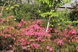 お庭のツツジが咲きました!!