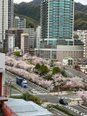 桜開花