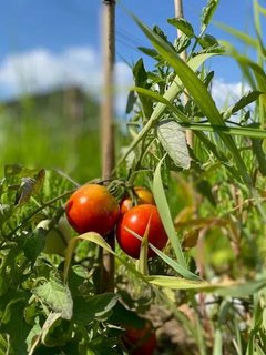 サザンブルー農園