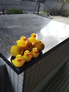 【ココファン別府上人=㊴】冬至の足湯「ミニゆず湯」