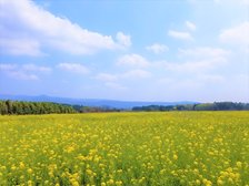 菜の花畑まで車で6分(2.4km)
