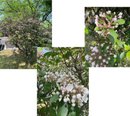【日々の風景】金平糖のような可愛い「カルミア」が咲きました!