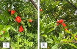 【秋の楽しみ】敷地内のザクロが開花!実が熟したらみんなで収穫予定です✨