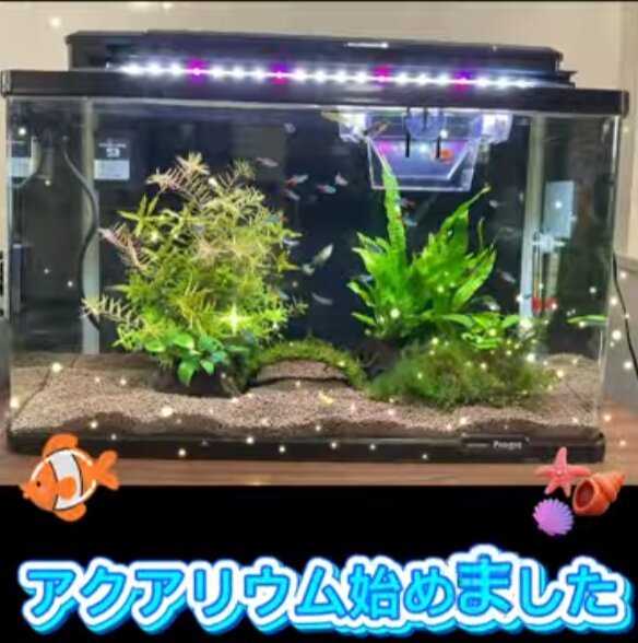 SC公式YouTube】アクアリウムで癒しの時間をお届けします｜スーパー