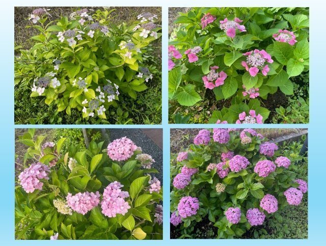 紫陽花 コート お庭の紫陽花(あじさい).。.:*・'(*°∇°*)'・*:.。.｜スーパー・コート