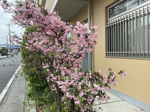 桜が綺麗に咲きました!｜スーパー・コート京・桂(京都市西京区