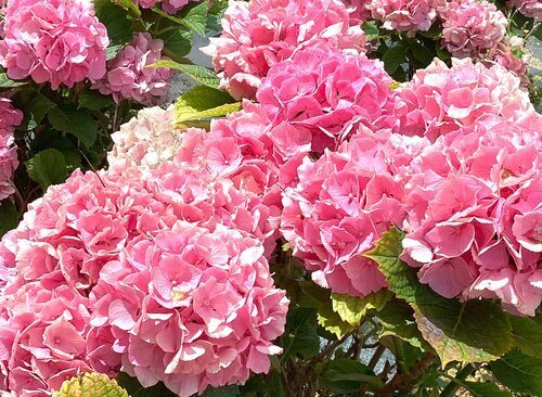 紫陽花が咲き始めてました♪｜スーパー・コートPrime今里(大阪市東成区