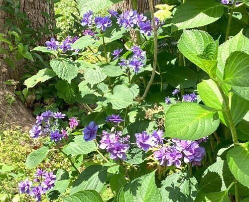 紫陽花が咲き始めてました♪｜スーパー・コートPrime今里(大阪市東成区