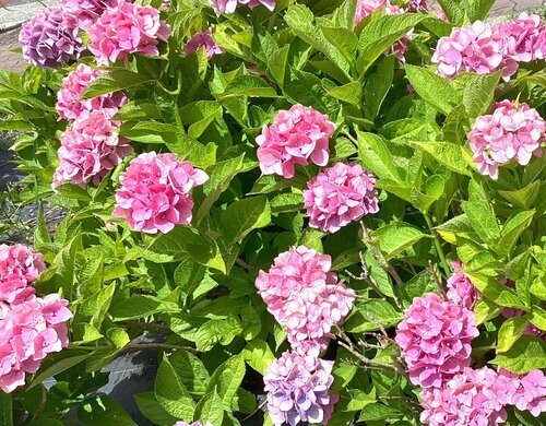 紫陽花が咲き始めてました♪｜スーパー・コートPrime今里(大阪市東成区
