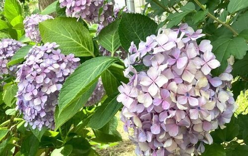 紫陽花が咲き始めてました♪｜スーパー・コートPrime今里(大阪市東成区