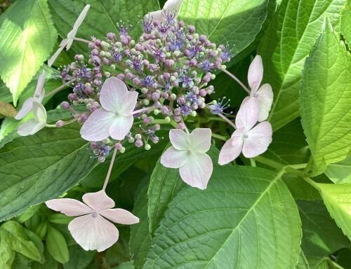 紫陽花が咲き始めてました♪｜スーパー・コートPrime今里(大阪市東成区