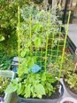 オリーブ南千里のお花たち✳︎