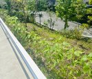 向日葵の成長記録☆