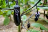 心と体を元気にする「園芸療法」の魅力。植物と共にいきいきと
