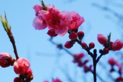 春の兆し、桃の花がほころび始めました