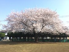 美原1号公園(150m)