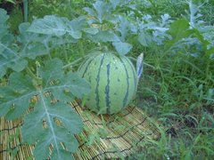 夏と言えばやっぱりスイカですね