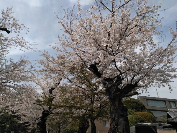 お花見散歩 トラストガーデン南平台 渋谷区 Lifull介護 旧home S介護 お花見散歩 トラストガーデン南平台 渋谷区 Lifull介護 旧home S介護