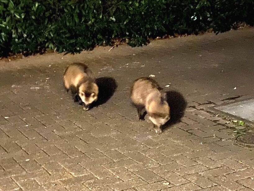 用賀の杜の仲間たち｜トラストガーデン用賀の杜(世田谷区)｜LIFULL