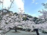 満願寺の花見