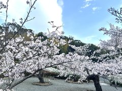 満願寺の花見