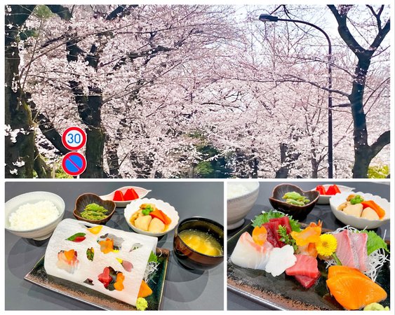 お花見 トラストガーデン荻窪 杉並区 Lifull 介護