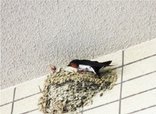 プレザンメゾンあじま ツバメの成長観察
