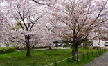 お花見 2023年4月 ～たのしい家四條畷～