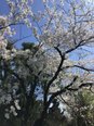 【2025年3月20日】🌸もうすぐ春ですね🌸