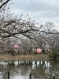【2026年4月6日】🌸お花見ドライブ🌸