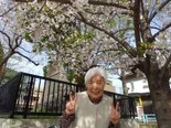 お花見