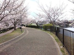 あやめ池遊歩道に、春の訪れ