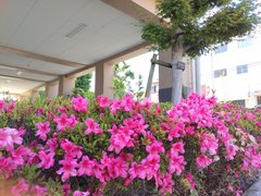 爽やかな新緑の季節