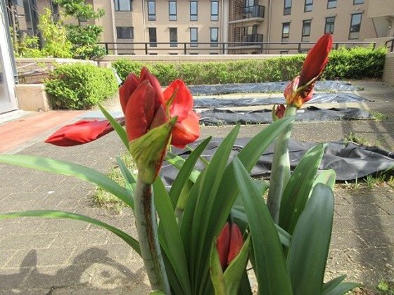 ベルパージュ奈良あやめ池シニアレジデンス(ALSOKグループ)