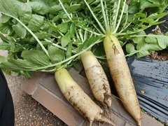 大根の収穫をしました。