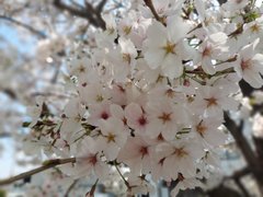 満開の桜が咲きました。