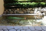 端午の節句に菖蒲湯を楽しみます