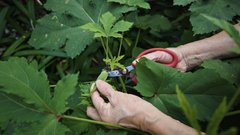 中庭でオクラの収穫