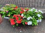 中庭のお花がさらに咲いてきました♪
