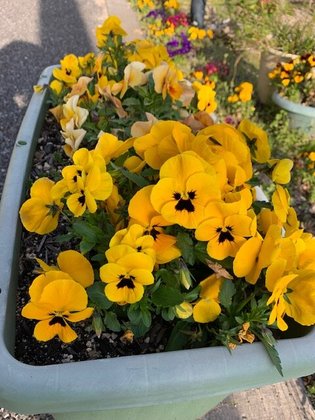 ニチイケアセンター己斐