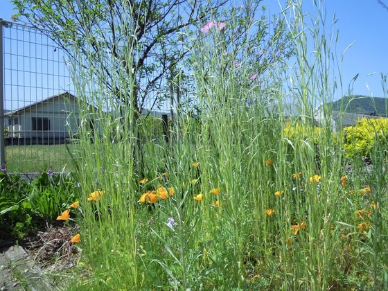 ニチイケアセンター国分