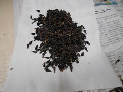ひまわりの種を収穫しました🎵③