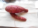 さつまいも試し掘りしました🍠✨④