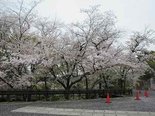 桜の通り抜け