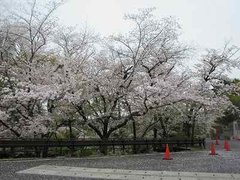 桜の通り抜け