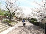 王子動物園へお花見に行きました!