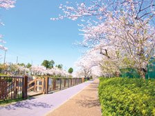 山崎川 四季の道