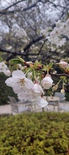 3月20日 東京の開花宣言翌日
